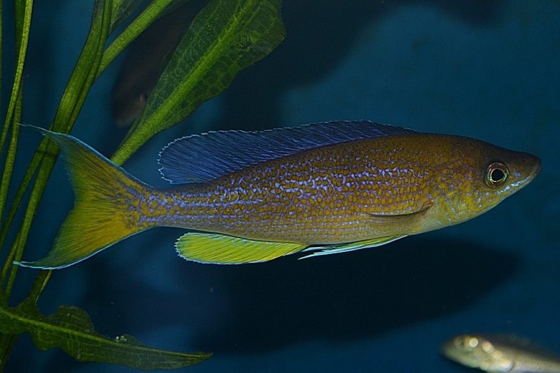 Cyprichromis pavo 'Kambwimba'